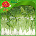 Flowering vegetable organic green cabbage